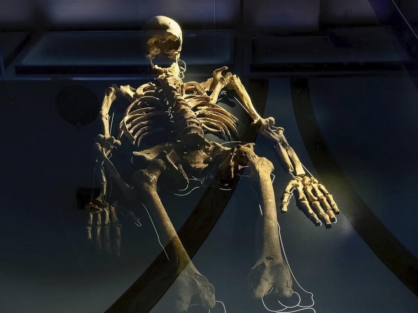 Skellet, arkæolog, knogler, udstilling