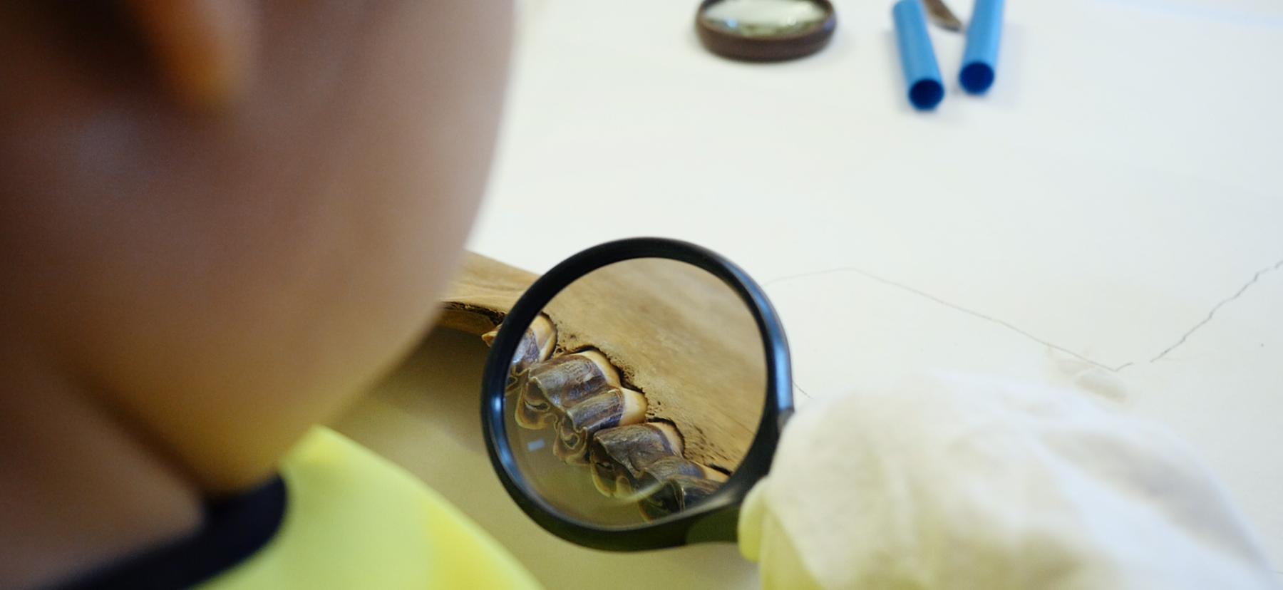 Barn kigger på dyreknogle gennem forstørrelsesglas